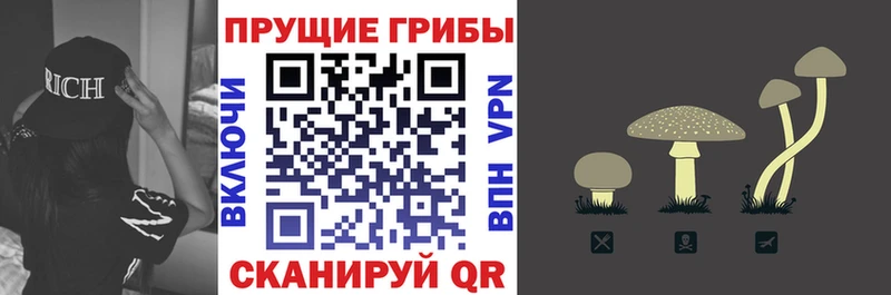 наркошоп  Константиновск  Псилоцибиновые грибы Psilocybe 